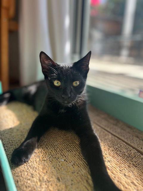 Enlarge Taos, a Adopted Domestic Short Hair in Mission Viejo, CA image 3/3