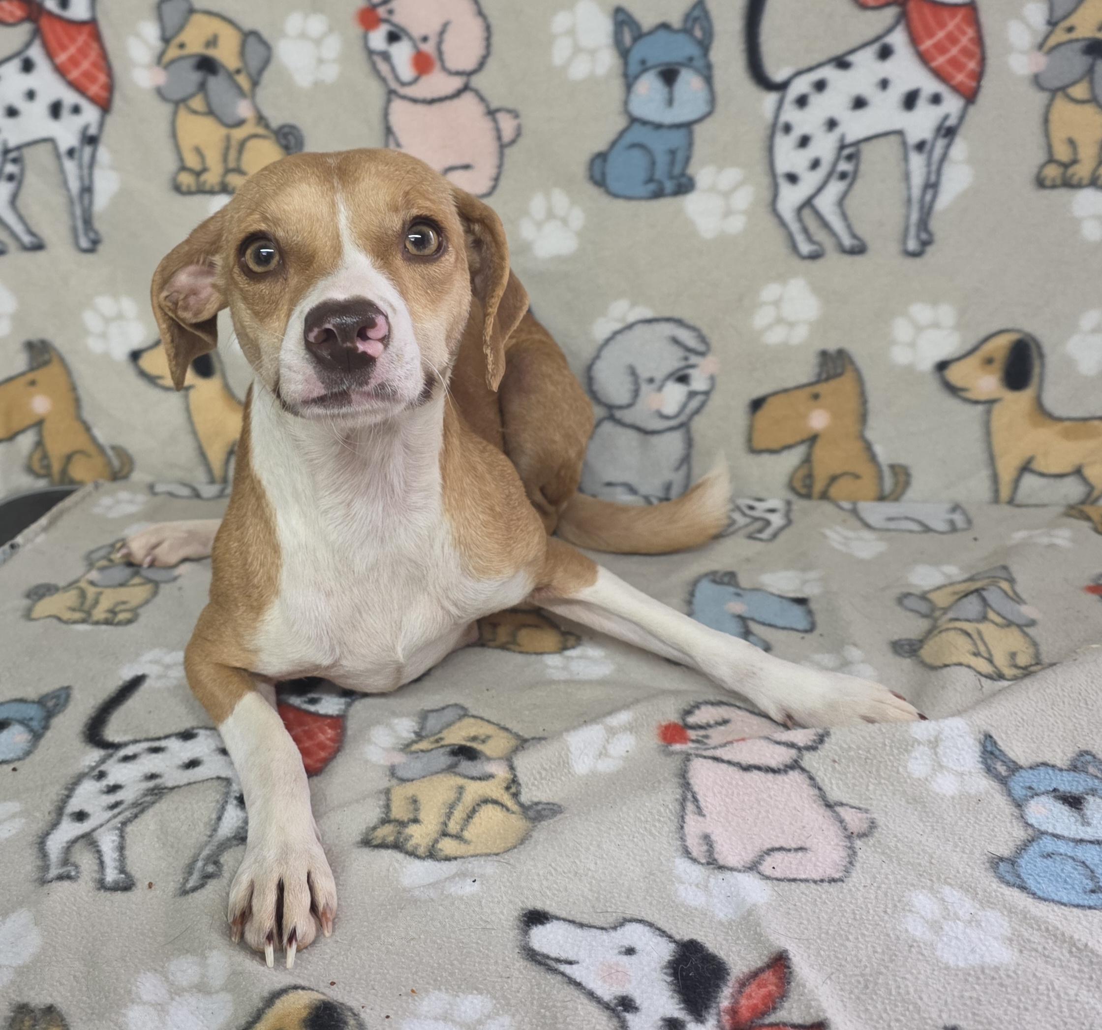 Enlarge Flower - COMING SOON!, a ADOPTABLE mixed breed in Dallas, GA image 2/3