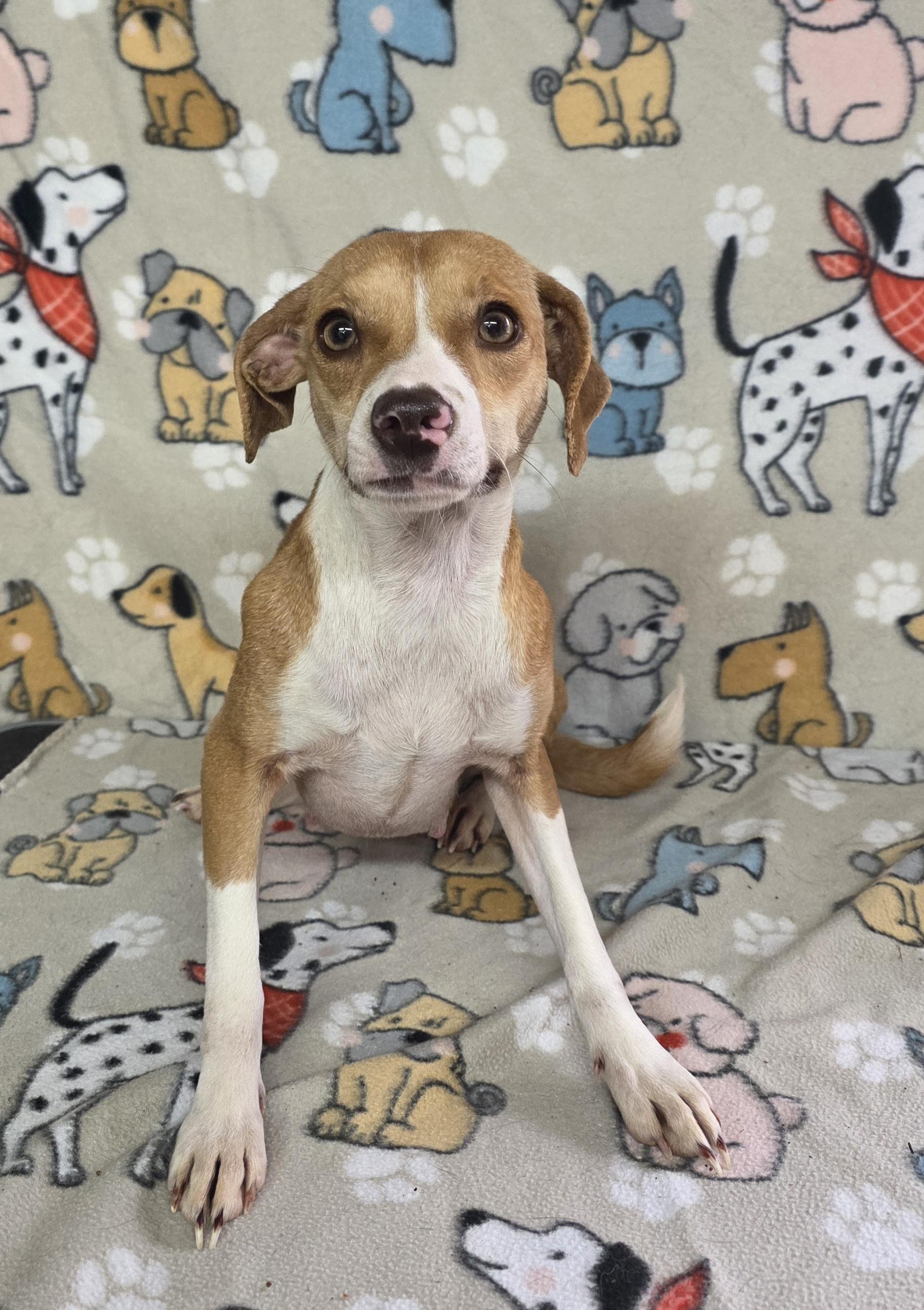 Enlarge Flower - COMING SOON!, a ADOPTABLE mixed breed in Dallas, GA image 1/3