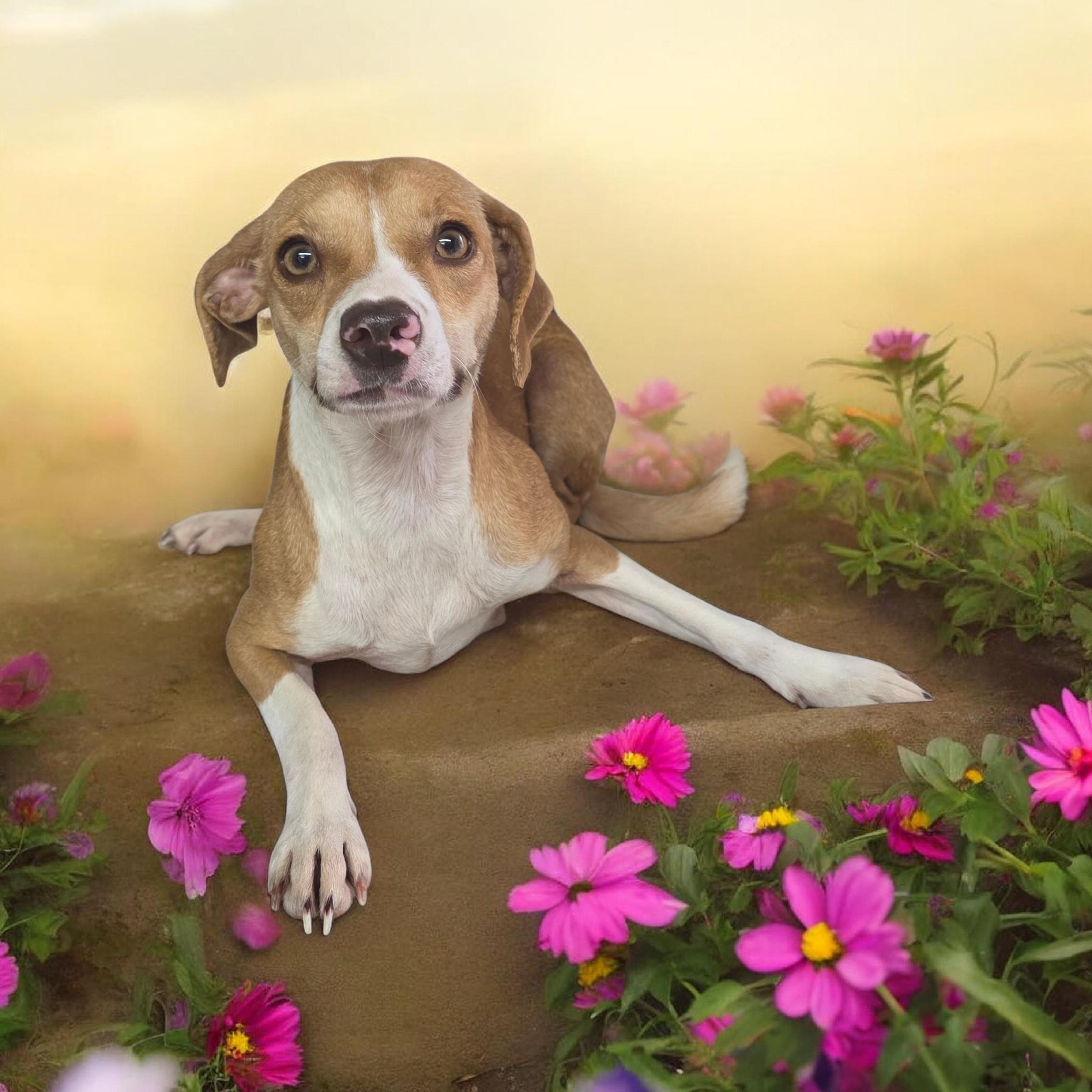 Flower, ADOPTABLE, Adult Female Beagle & Chihuahua.