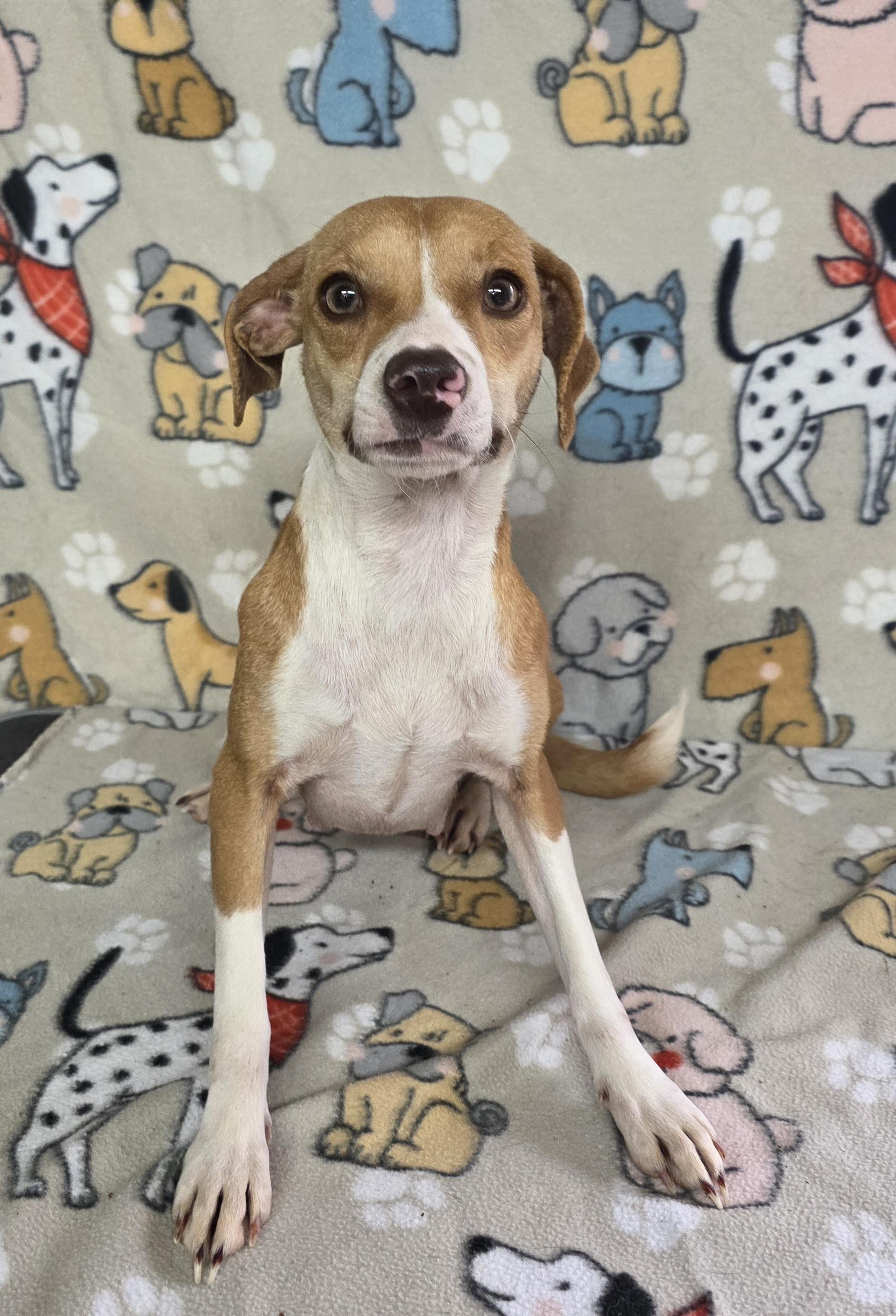 Enlarge Flower - COMING SOON!, a ADOPTABLE mixed breed in Dallas, GA image 3/3