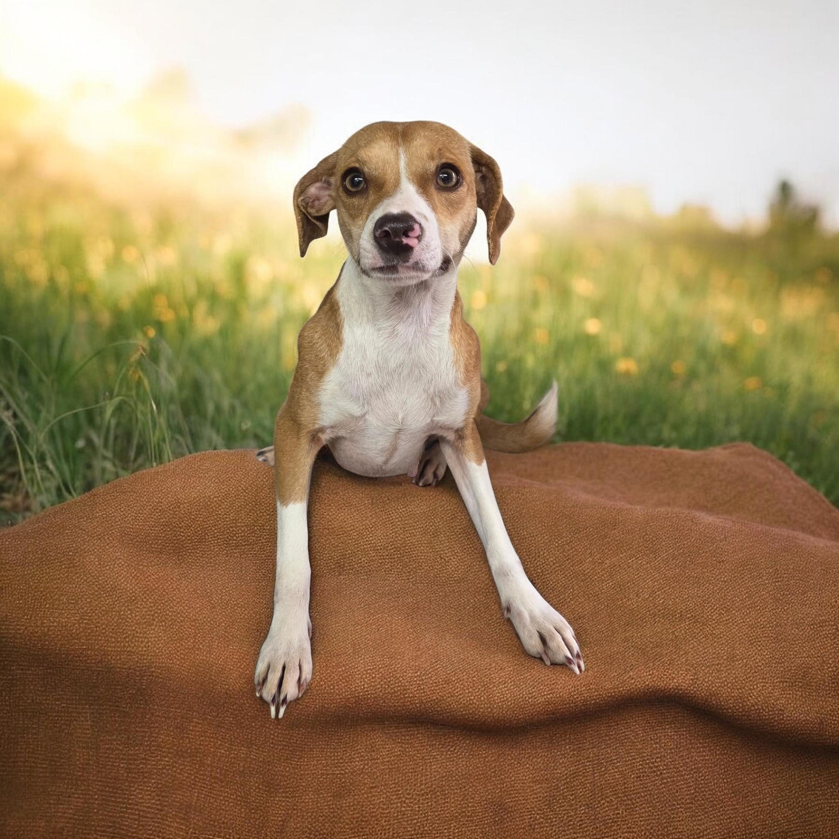 Flower, a ADOPTABLE mixed breed in Dallas, GA image 2/2