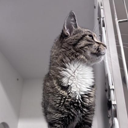 Brian, Adoptable, Adult Male Domestic Short Hair & Domestic Short Hair.
