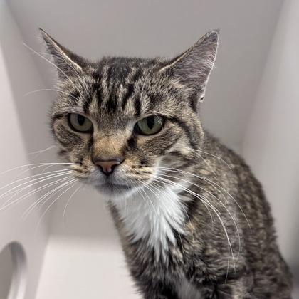 Enlarge Brian, a Adoptable mixed breed in Janesville, WI image 2/3