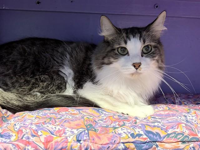 GUS, Adoptable, Adult Male Domestic Long Hair.