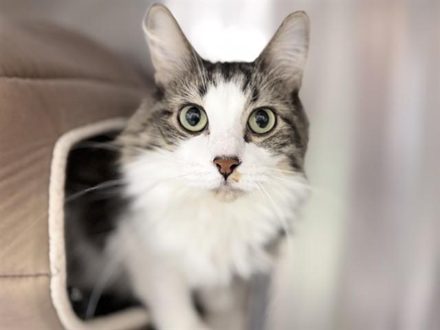 Enlarge GUS, a Adoptable Domestic Long Hair in Ames, IA image 1/1