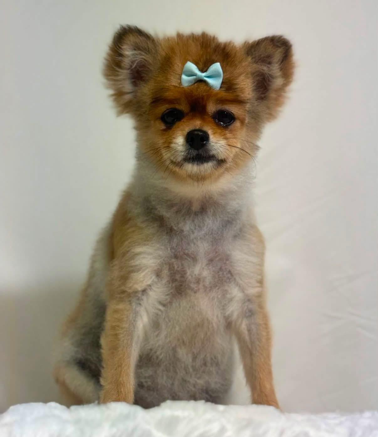 Mustard, an adopted Pomeranian in New Stanton, PA image 1/2