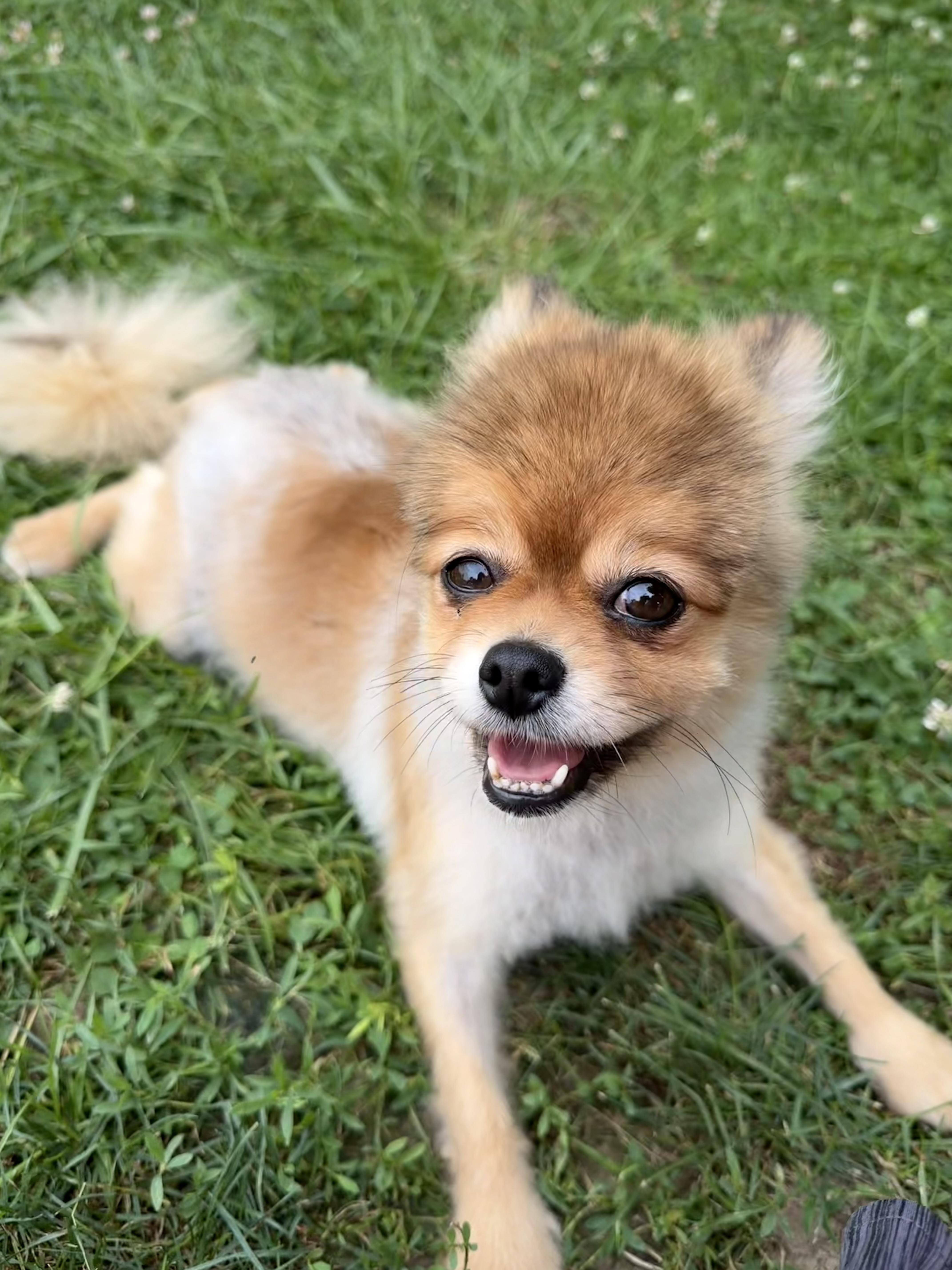 Mustard, an adopted Pomeranian in New Stanton, PA image 2/2