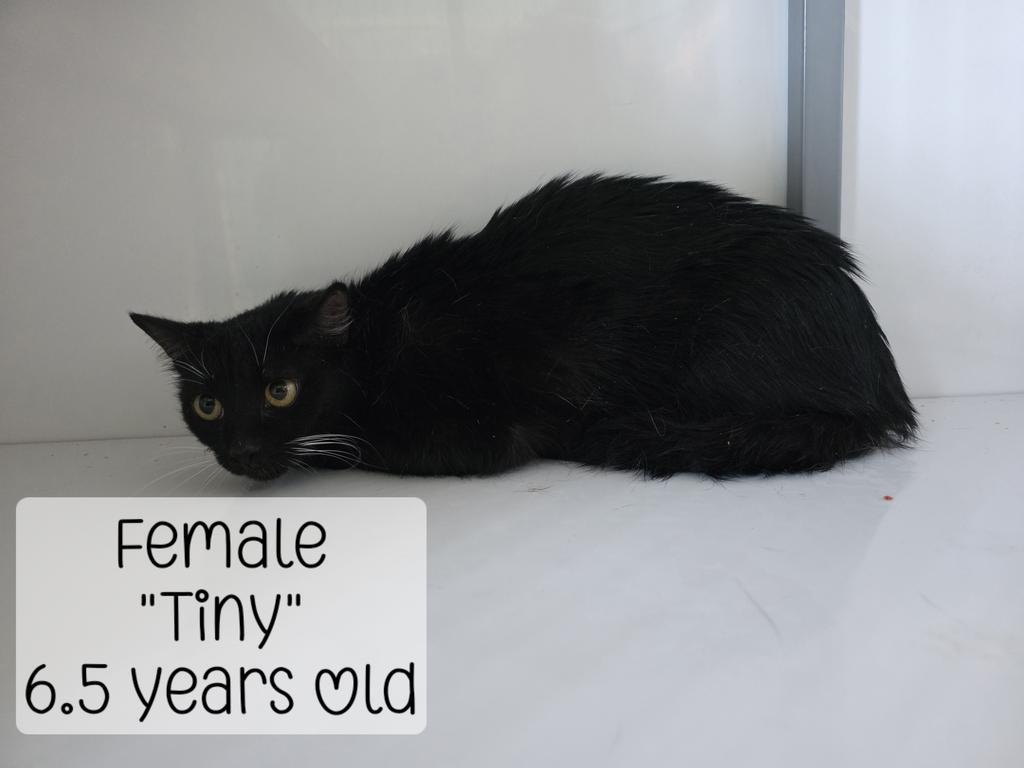 Tiny, Adoptable, Adult Female Domestic Short Hair.