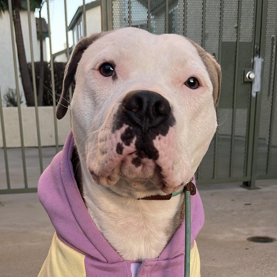 Garth, a Adoptable mixed breed in Whittier, CA image 2/5