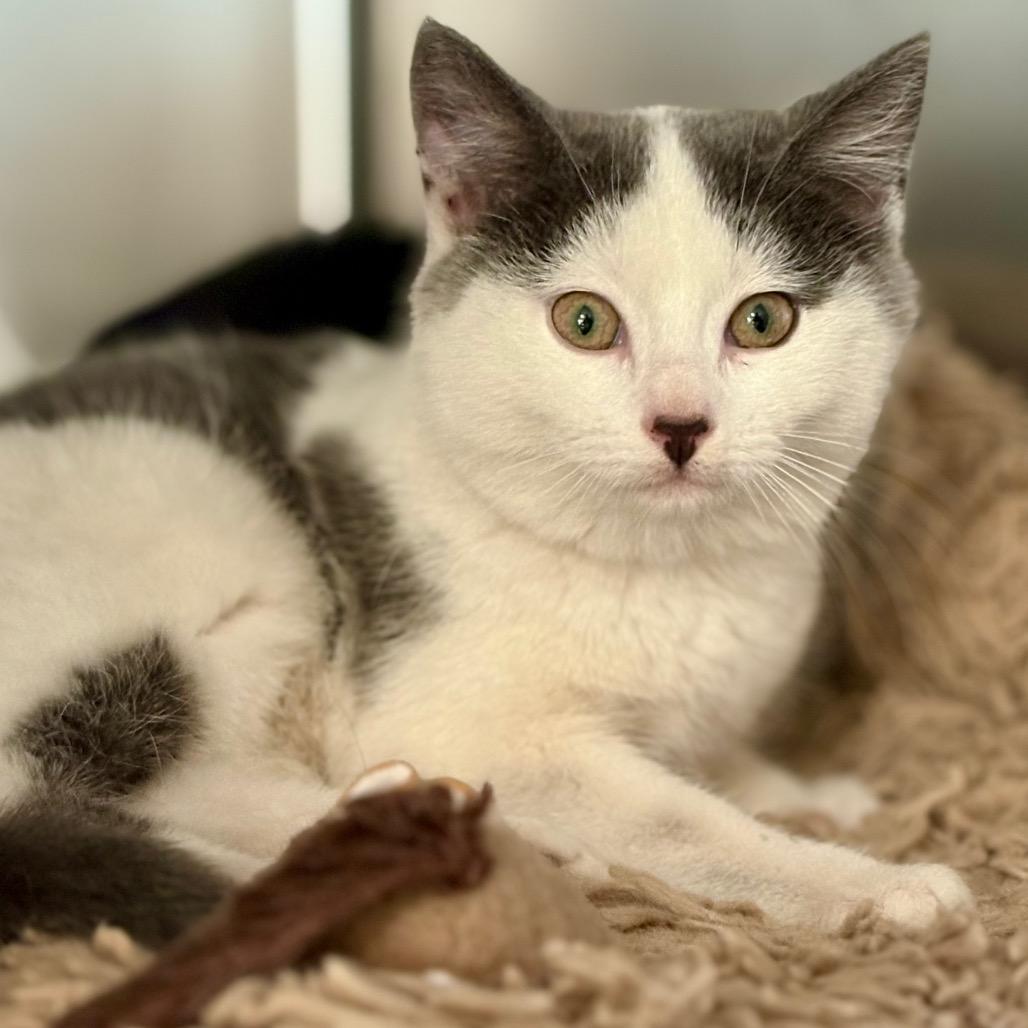 Pebbles, adopted, Young Female Domestic Short Hair.