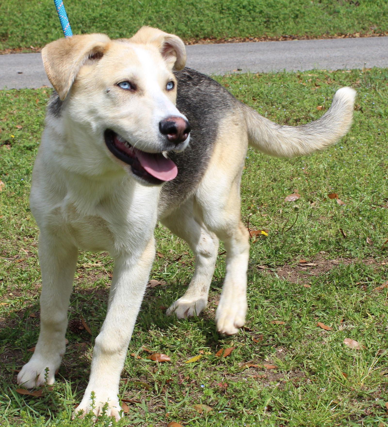 Enlarge Junior 43301, a Adoptable mixed breed in Prattville, AL image 1/3