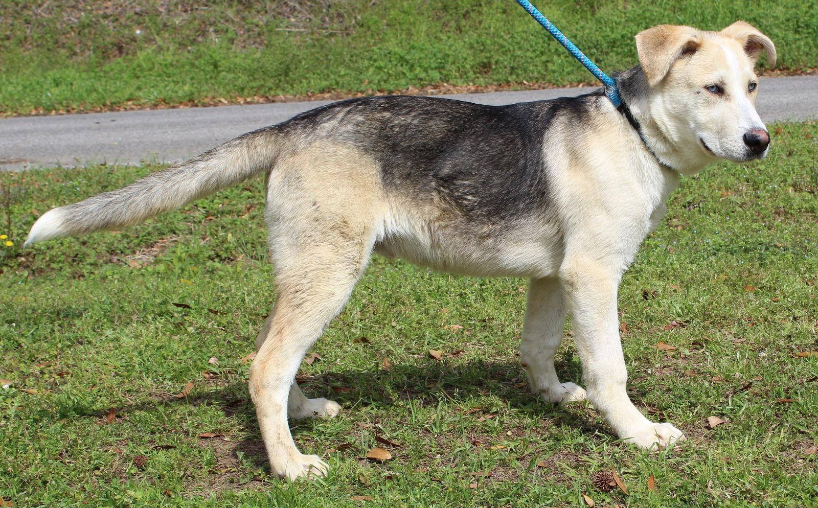 Enlarge Junior 43301, a Adoptable mixed breed in Prattville, AL image 2/3