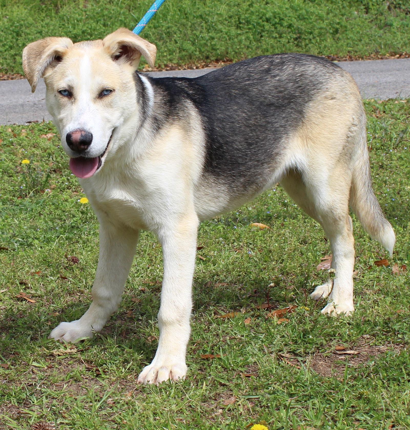 Enlarge Junior 43301, a Adoptable mixed breed in Prattville, AL image 3/3