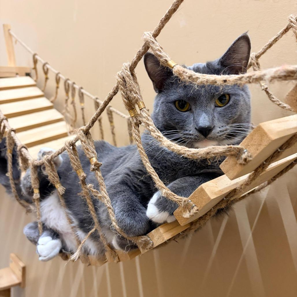 Arlington, Adoptable, Young Male American Shorthair.