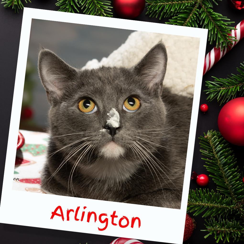 Arlington, Adoptable, Young Male American Shorthair.