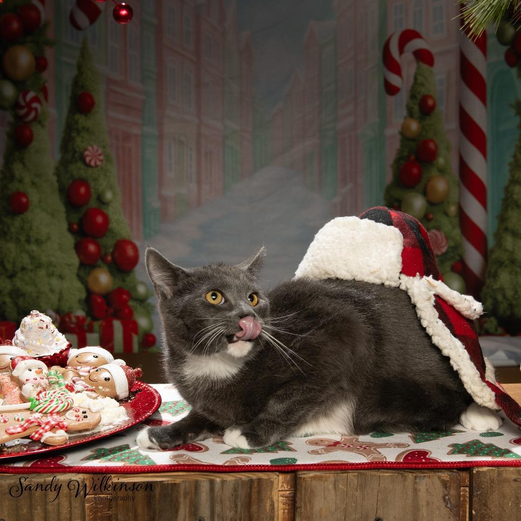 Enlarge Arlington, a Adoptable American Shorthair in Tipton, IN image 2/6