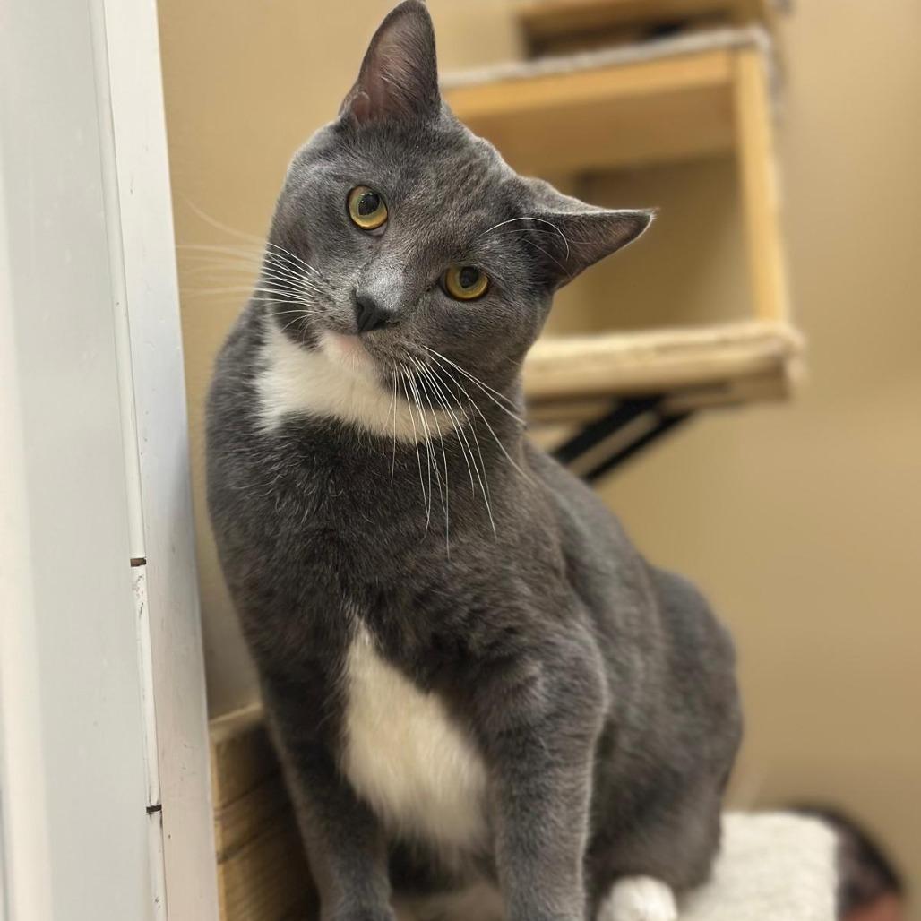 Enlarge Arlington, a Adoptable American Shorthair in Tipton, IN image 3/6