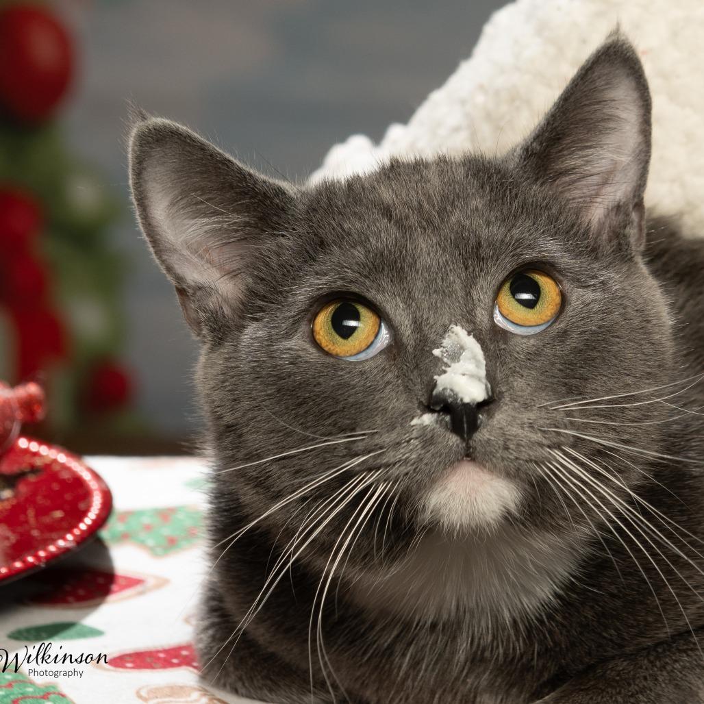 Arlington, a Adoptable American Shorthair in Tipton, IN image 3/5