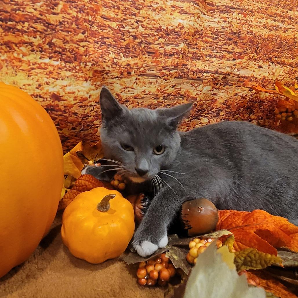 Arlington, a Adoptable American Shorthair in Tipton, IN image 4/5