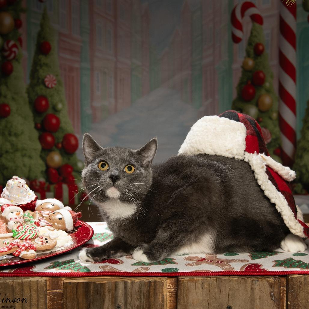 Enlarge Arlington, a Adoptable American Shorthair in Tipton, IN image 4/6