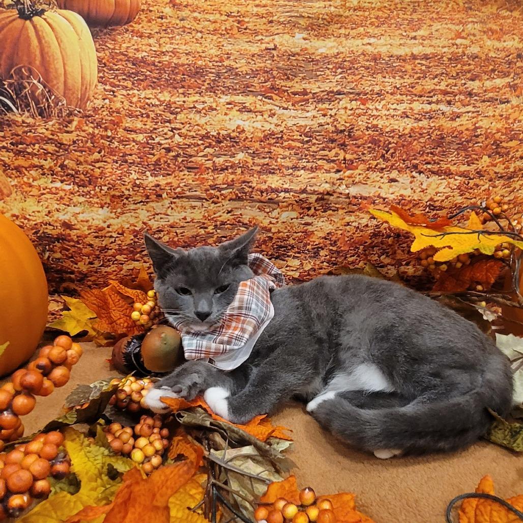 Enlarge Arlington, a Adoptable American Shorthair in Tipton, IN image 5/6