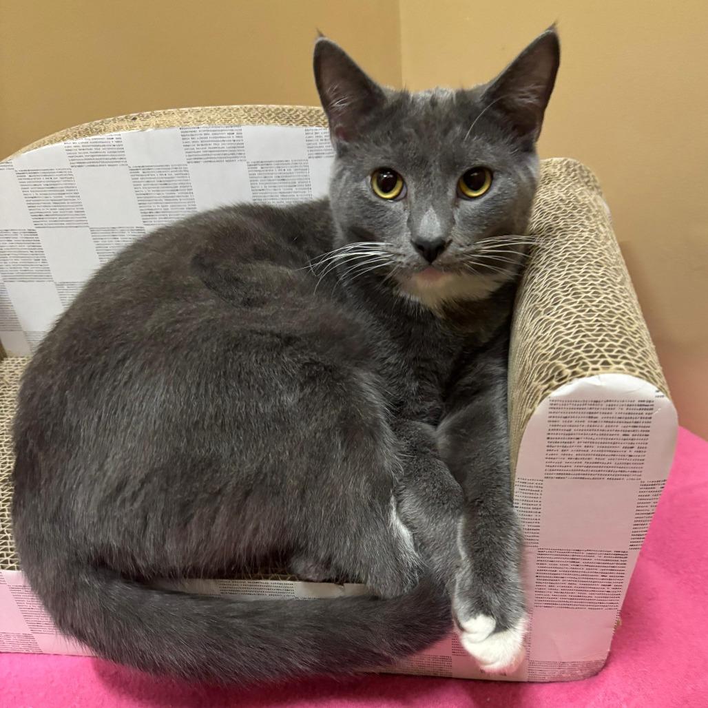 Enlarge Arlington, a Adoptable American Shorthair in Tipton, IN image 6/6