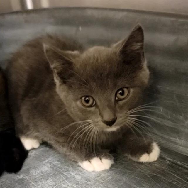 Arlington, a Adoptable American Shorthair in Tipton, IN image 5/5