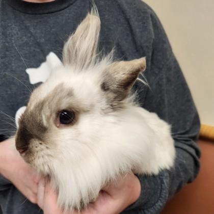 Pacifica, Adoptable, Adult Female Lionhead & Bunny Rabbit.