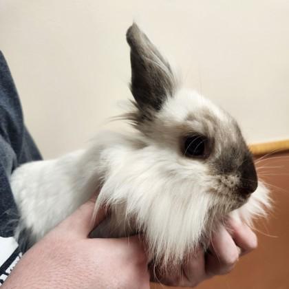 Pacifica, a Adoptable mixed breed in Madison, WI image 2/2