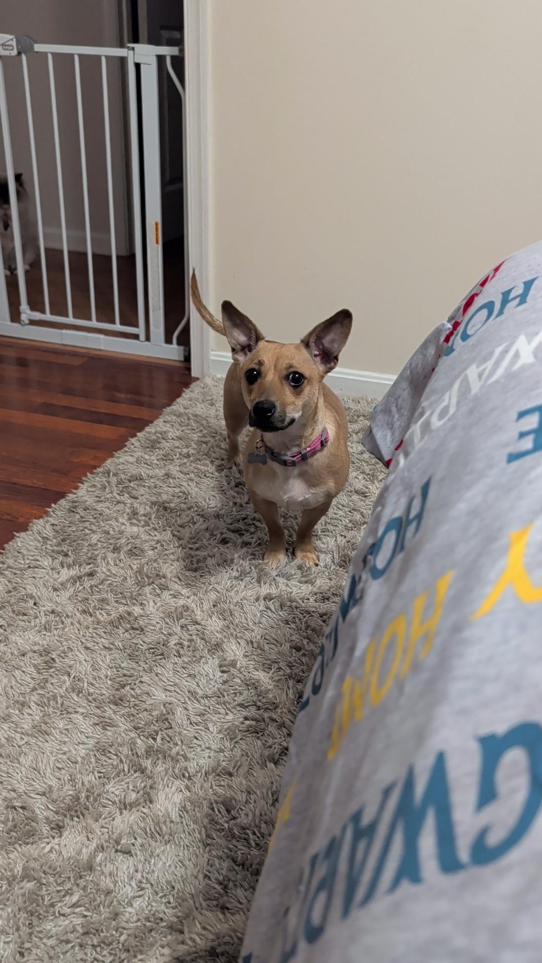 Enlarge Beans, a ADOPTABLE mixed breed in Coatesville, PA image 2/6