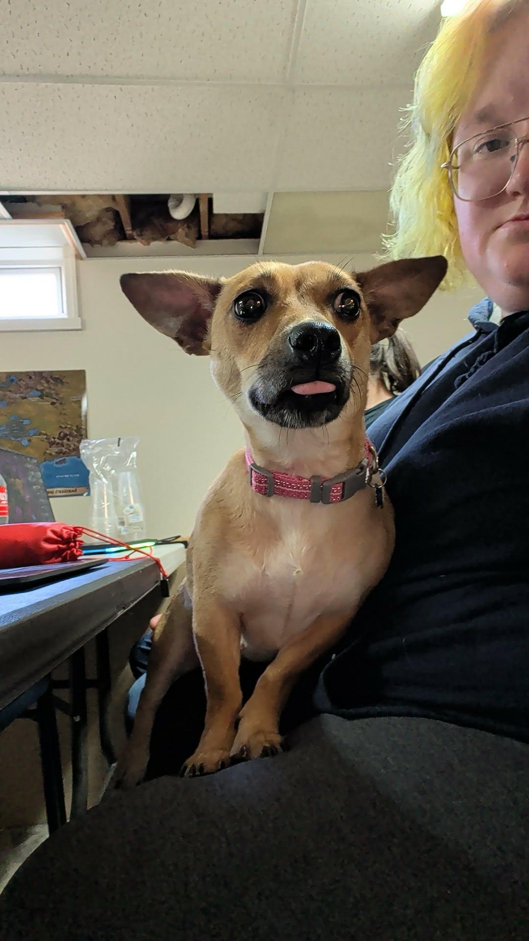 Enlarge Beans, a ADOPTABLE mixed breed in Coatesville, PA image 3/6