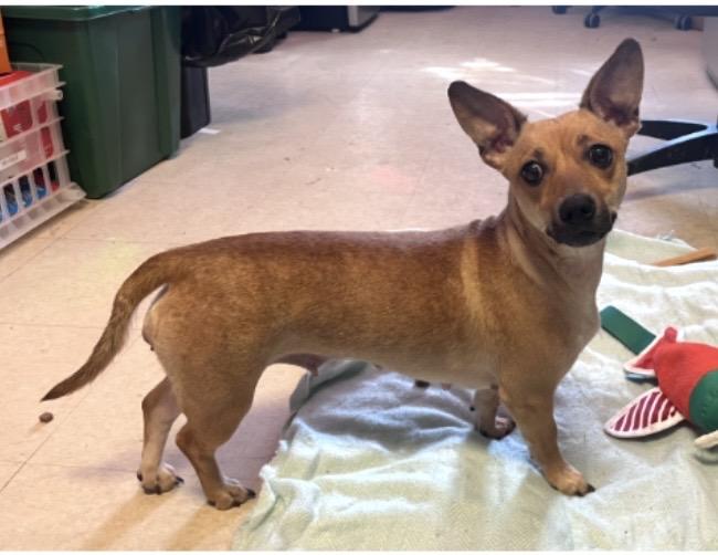 Enlarge Beans, a ADOPTABLE mixed breed in Coatesville, PA image 1/6