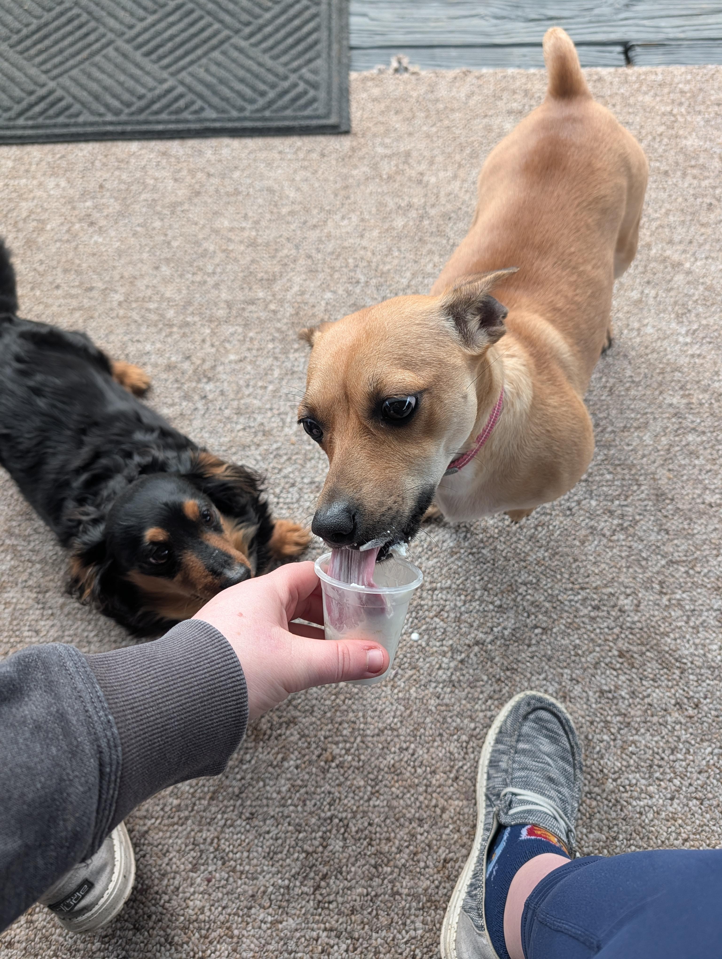 Enlarge Beans, a ADOPTABLE mixed breed in Coatesville, PA image 4/6
