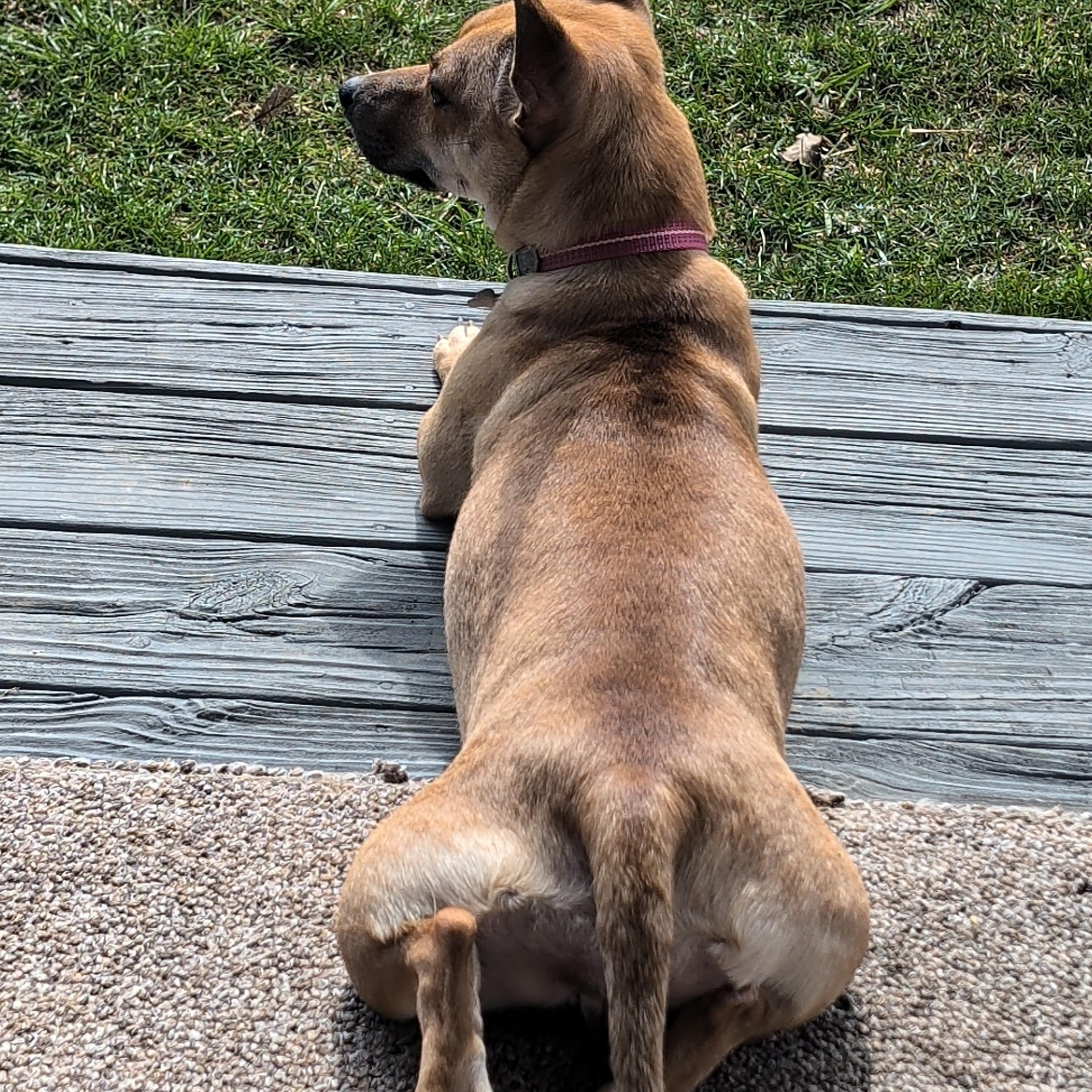 Enlarge Beans, a ADOPTABLE mixed breed in Coatesville, PA image 5/6