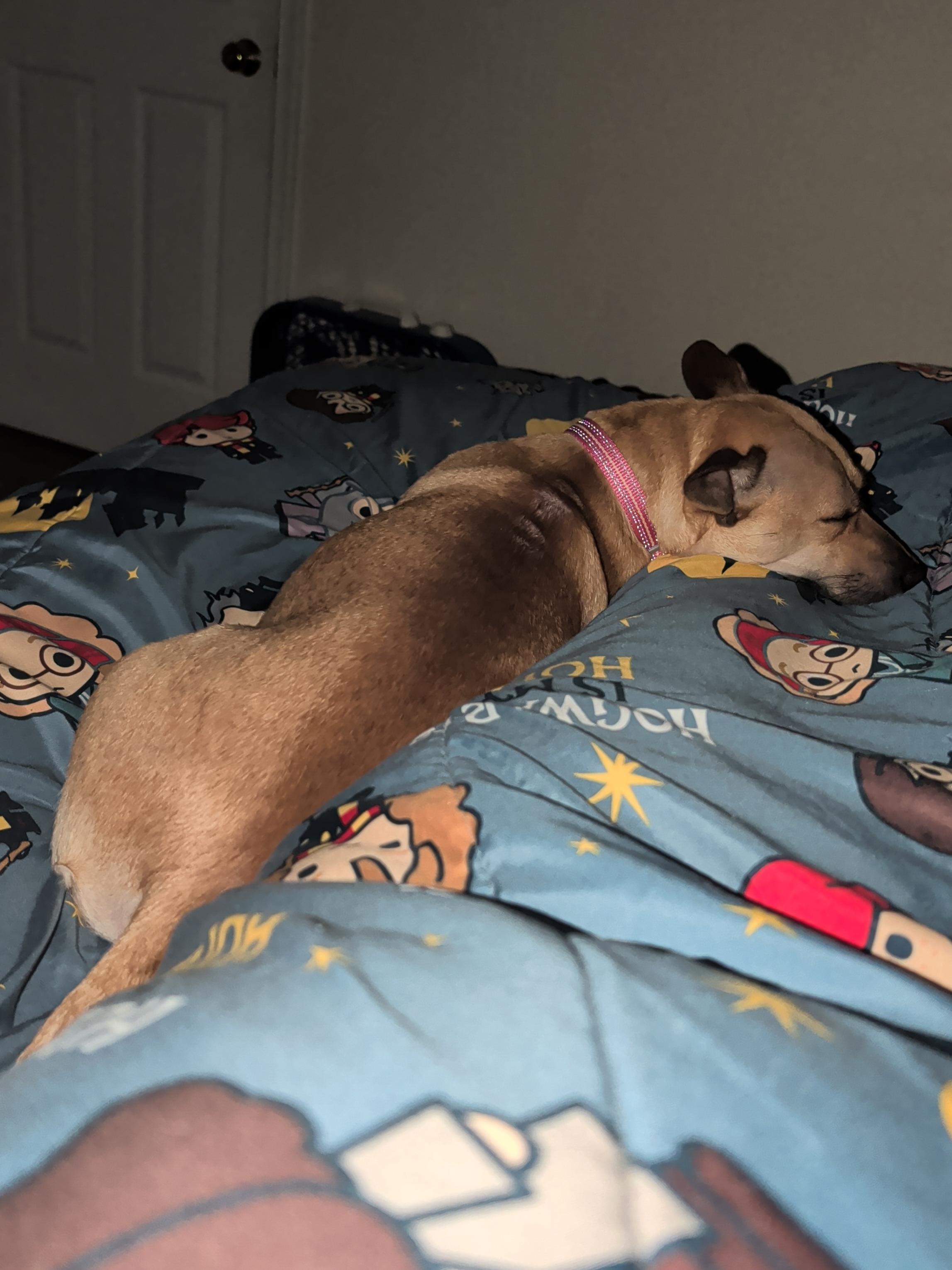 Enlarge Beans, a ADOPTABLE mixed breed in Coatesville, PA image 6/6