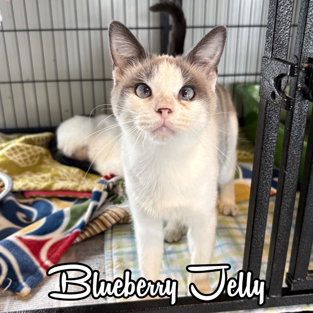 Blueberry Jelly, Adoptable, Young Female Domestic Short Hair.