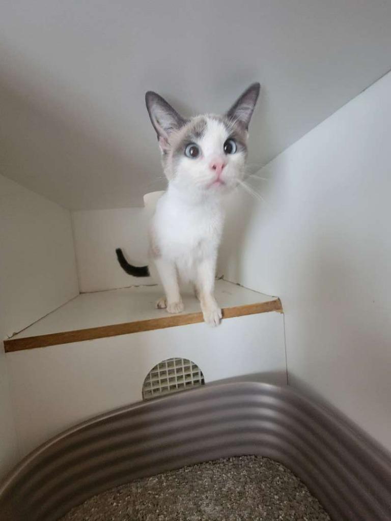 Enlarge Blueberry Jelly, a Adoptable Domestic Short Hair in Hillsboro, OH image 2/2