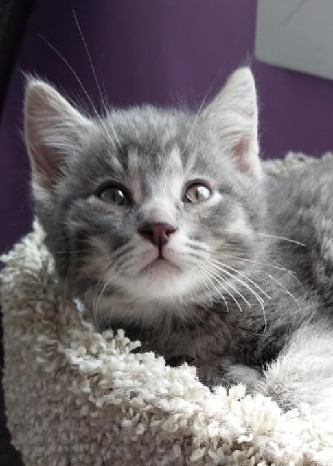Lovebug * IN FOSTER *, Adoptable, Kitten Male Domestic Short Hair.