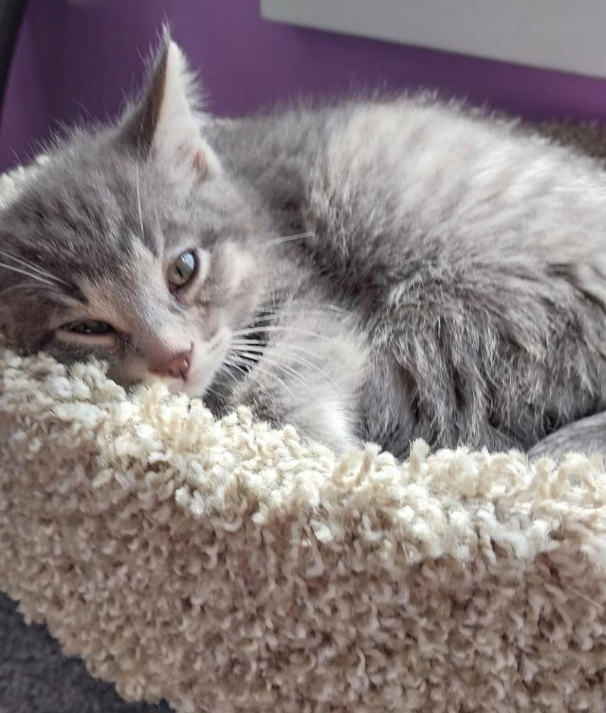 Lovebug * IN FOSTER *, a Adoptable mixed breed in South Bend, IN image 4/4
