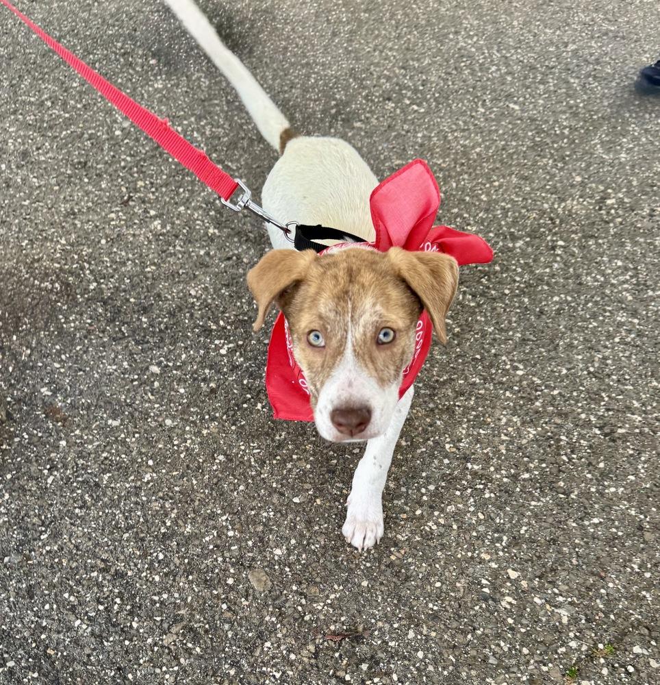 Weston, a Adoptable mixed breed in Greenlawn, NY image 1/6