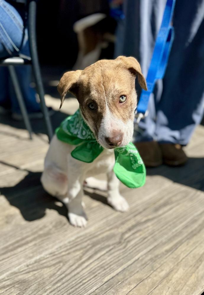 Weston, a Adoptable mixed breed in Greenlawn, NY image 2/6