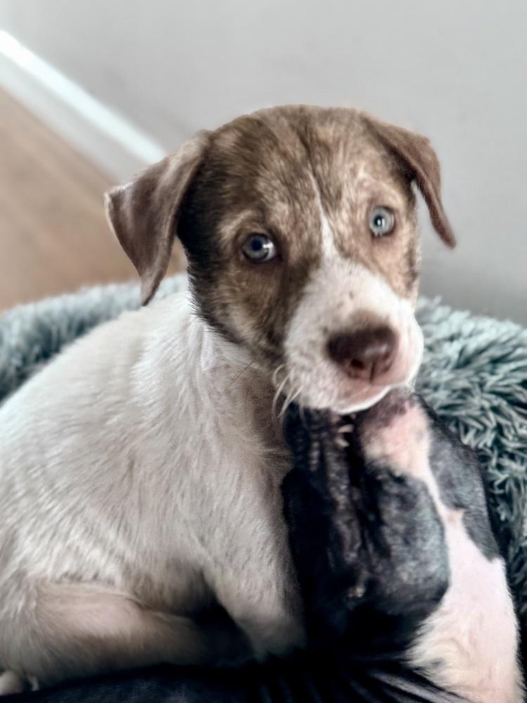 Weston, Adoptable, Puppy Male Labrador Retriever & Pit Bull Terrier.