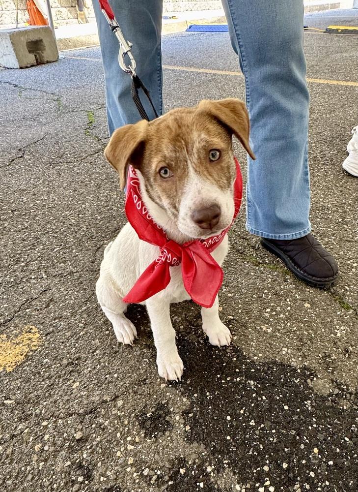 Weston, a Adoptable mixed breed in Greenlawn, NY image 3/6