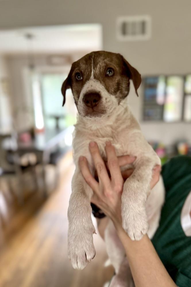 Enlarge Weston, a Adoptable mixed breed in Greenlawn, NY image 2/6