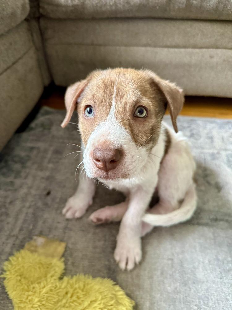 Enlarge Weston, a Adoptable mixed breed in Greenlawn, NY image 3/6