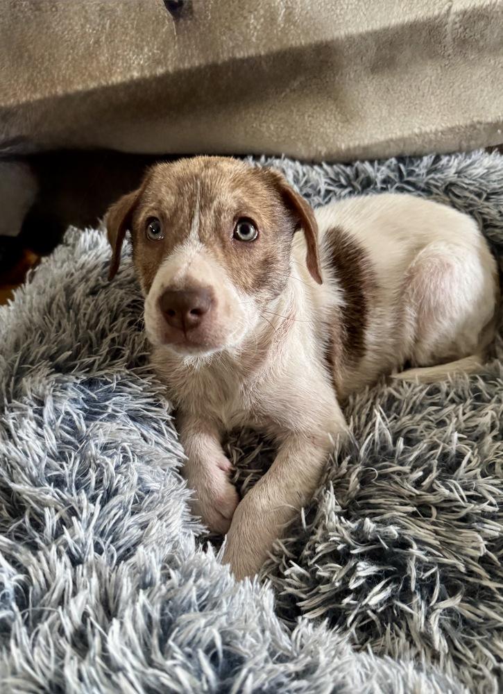 Enlarge Weston, a Adoptable mixed breed in Greenlawn, NY image 4/6