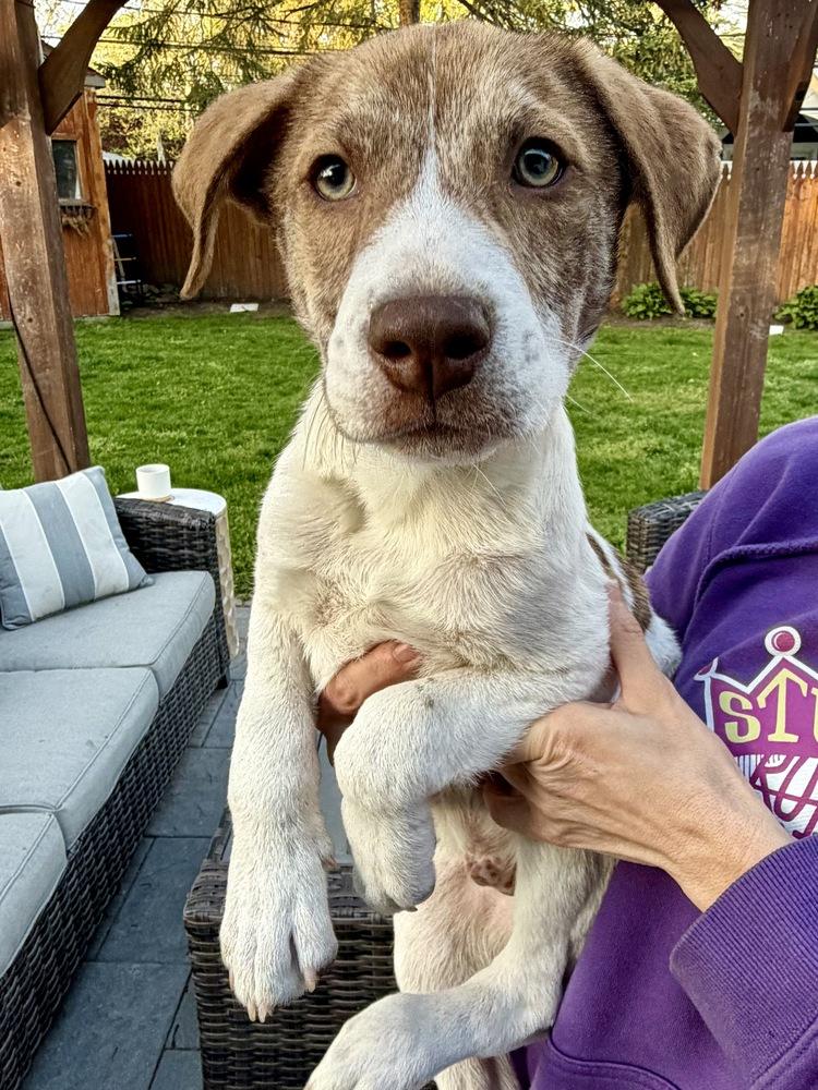 Weston, a Adoptable mixed breed in Greenlawn, NY image 4/6