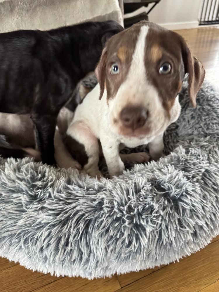 Enlarge Weston, a Adoptable mixed breed in Greenlawn, NY image 5/6