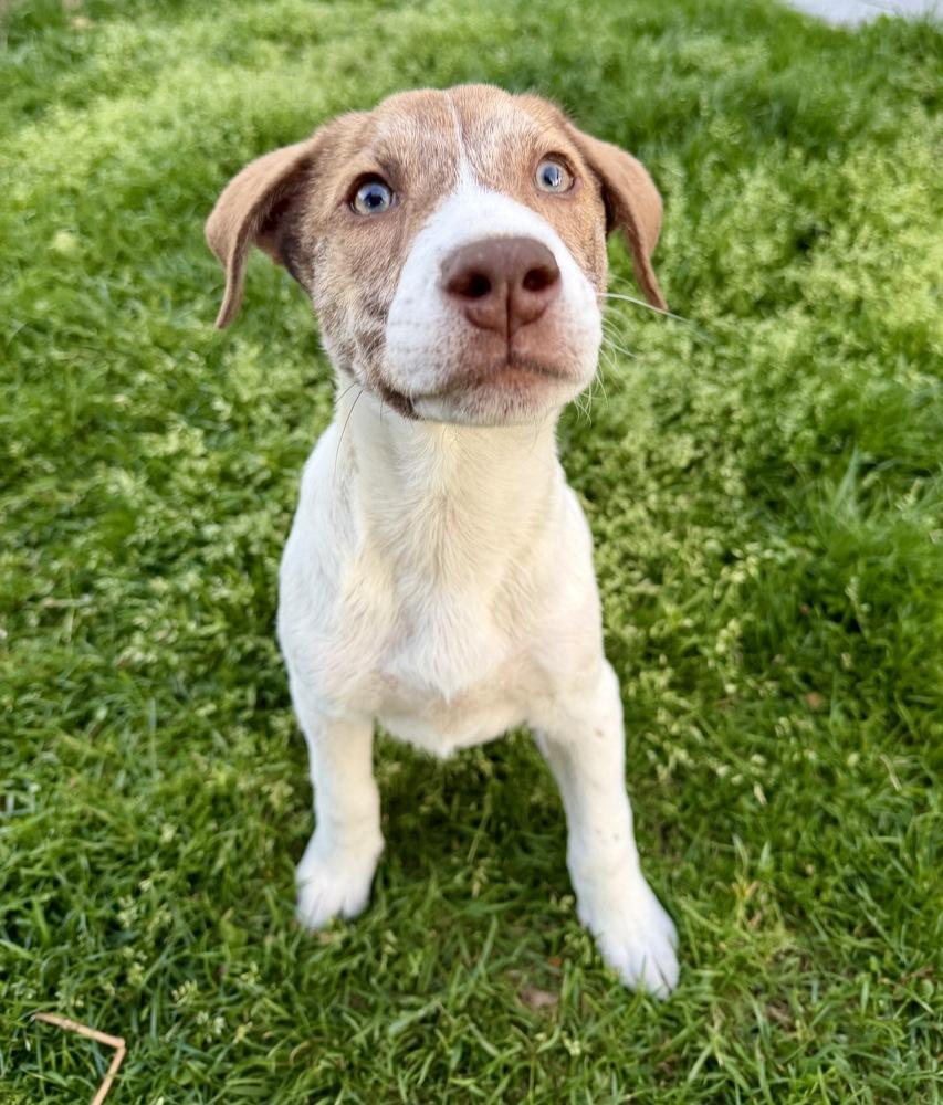 Weston, a Adoptable mixed breed in Greenlawn, NY image 5/6